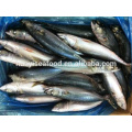 Gefrorene frische pacific mackerel zum Verkauf